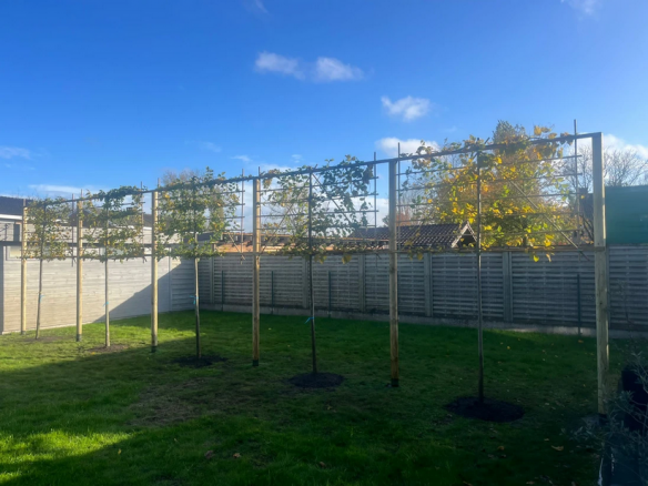 Kwalitatieve bomen voor in de tuin Zottegem, Oost-Vlaanderen